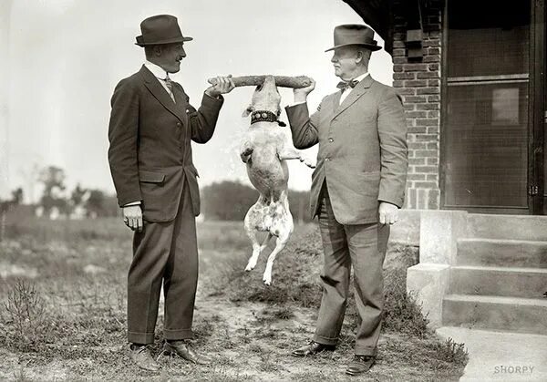 Паства ретро фото Pin on Vintage Dog Pix