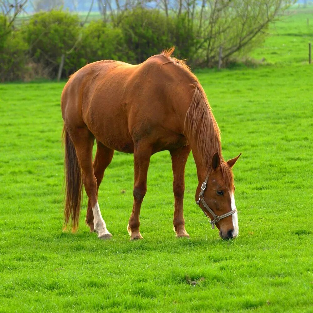 Пасущаяся лошадь фото Relaxing Horse Grazing Sound in Countryside Zen Remastering IV слушать онлайн на