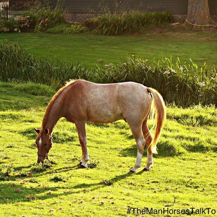 Пасущаяся лошадь фото Did you know a horses back cannot bend?