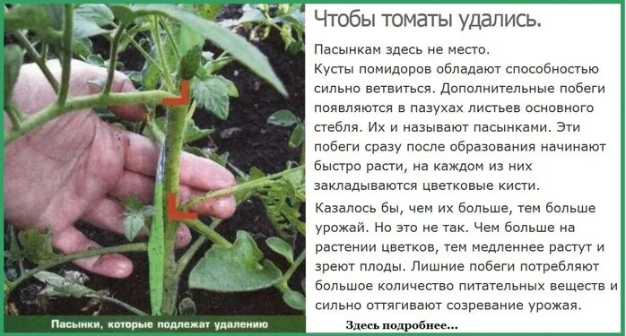 Пасынки помидоров фото как правильно оборвать Чтобы томаты удались.. Обсуждение на LiveInternet - Российский Сервис Онлайн-Дне