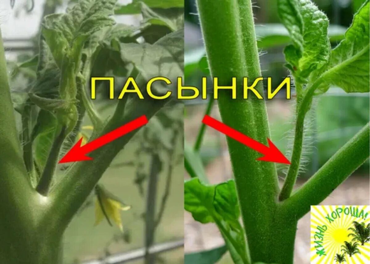 Пасынки помидоров фото как правильно оборвать Я знаю, какие пасынки на томатах удалять, а какие обязательно оставить! ЖИЗНЬ И 