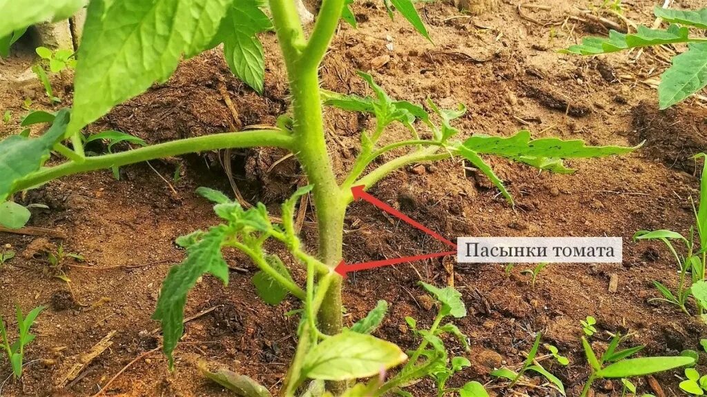 Пасынки помидоров фото как правильно оборвать Статья: Подкормка и обработка томатов от болезней и вредителей - блог компании G