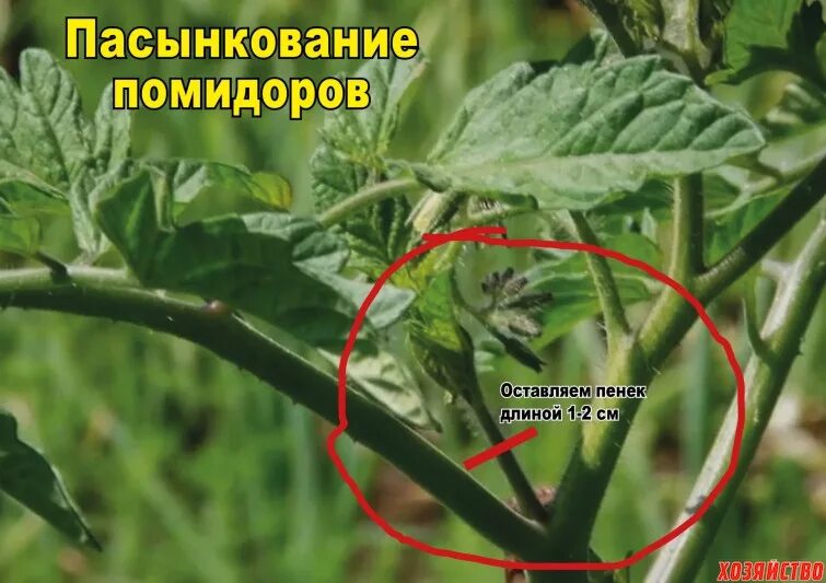 Пасынки помидоров фото как правильно оборвать Как пасынковать высокорослые и низкорослые помидоры. ВИДЕО