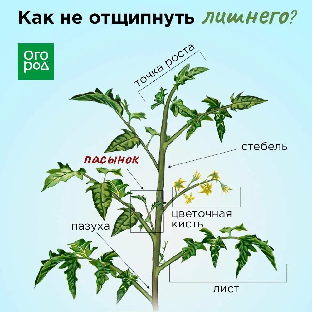 Пасынки помидоров фото как правильно оборвать Чтобы томаты удались. Пасынкам здесь не место. Сад Огород Дзен