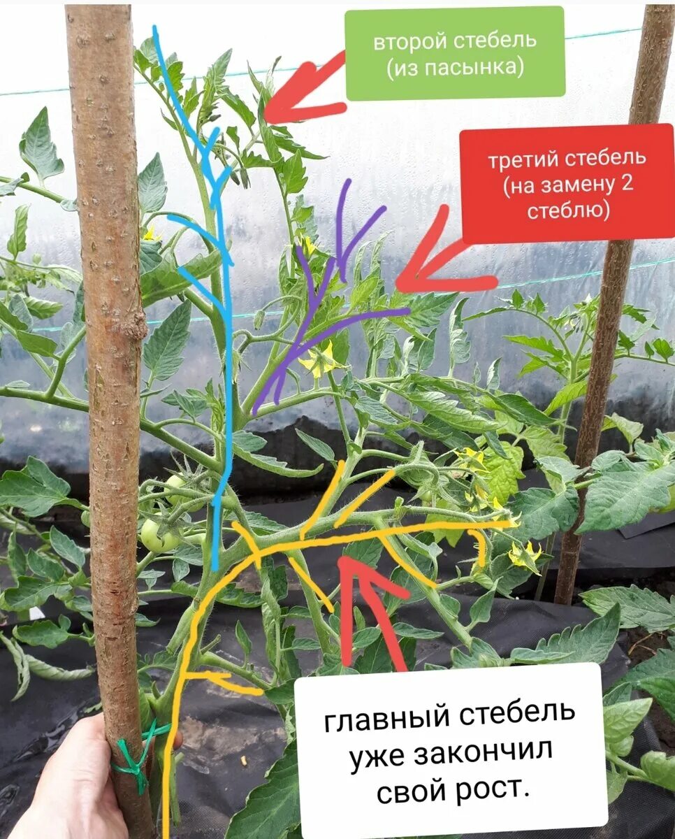 Пасынки помидоров фото как правильно оборвать Картинки КАК ПРАВИЛЬНО ОБРЕЗАТЬ ЛИСТЬЯ У ТОМАТОВ
