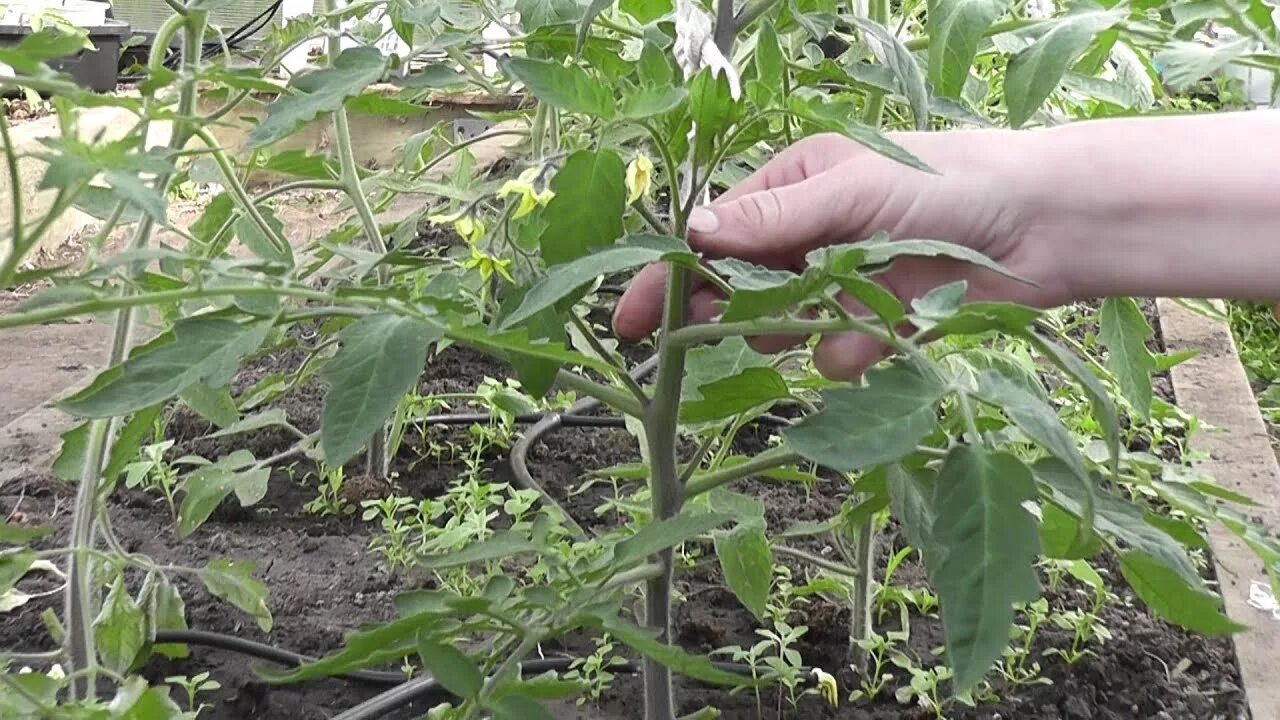 Пасынкованные помидоры в теплице фото Выращивание томатов в теплице. Часть 2. Я сажаю. - YouTube