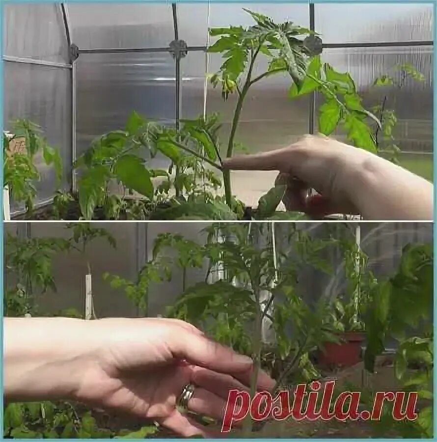 Пасынкованные помидоры в теплице фото Как правильно пасынковать помидоры в теплице + схема пасынкование сор Дача-Овощи