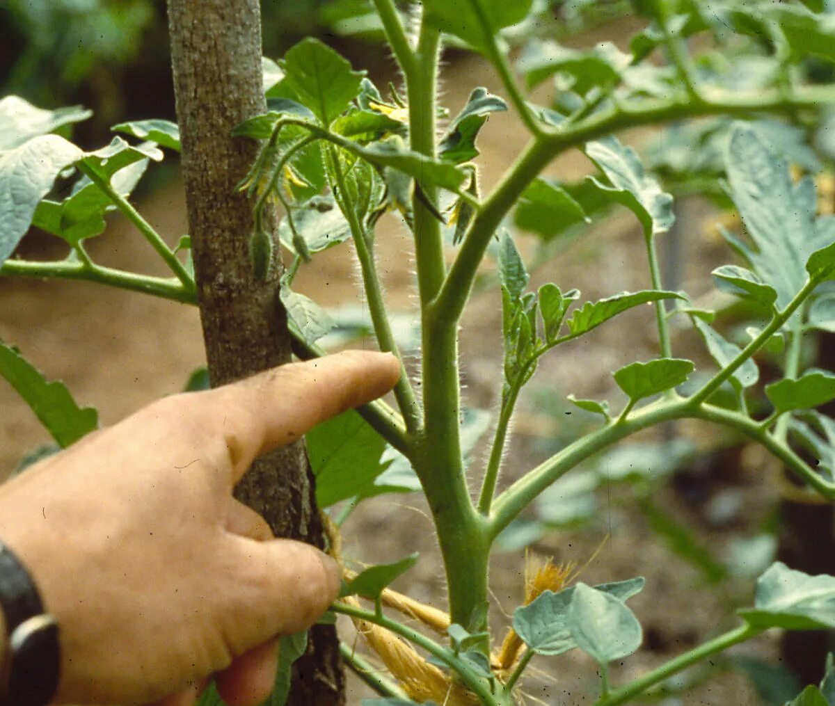 Пасынкованные помидоры в теплице фото Staking tomatoes brings benefits, responsibilities