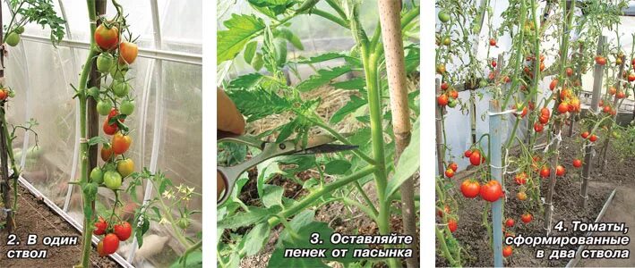 Пасынкованные помидоры в теплице фото Формировка томатов