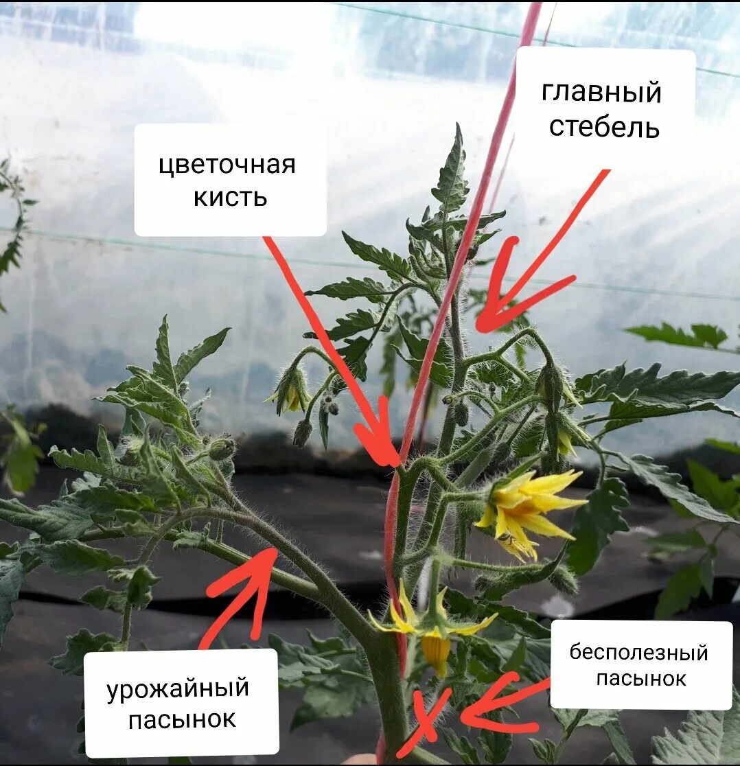 Пасынкованные помидоры в теплице фото Как правильно пасынковать томаты в теплице. Пошаговая инструкция. Огородник из Р