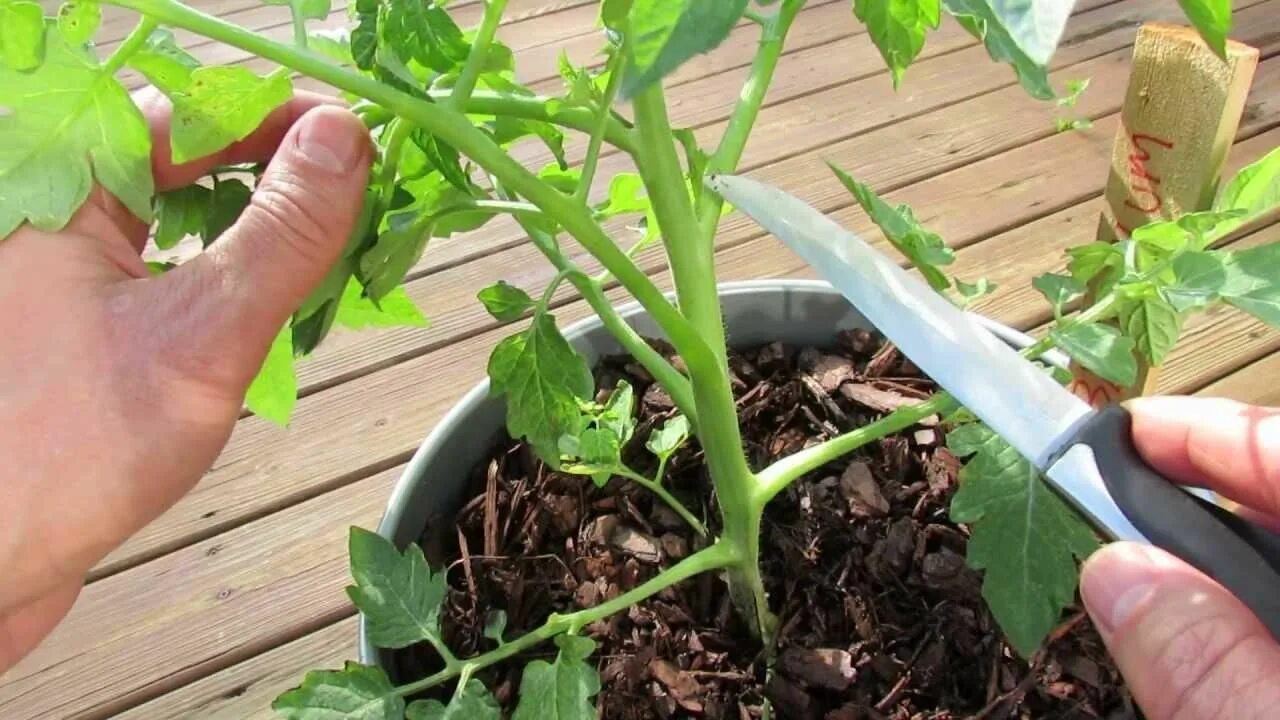 Пасынкуем помидоры фото 9 быстрорастущих растений для весеннего огорода Tomato plant care, Tomato sucker