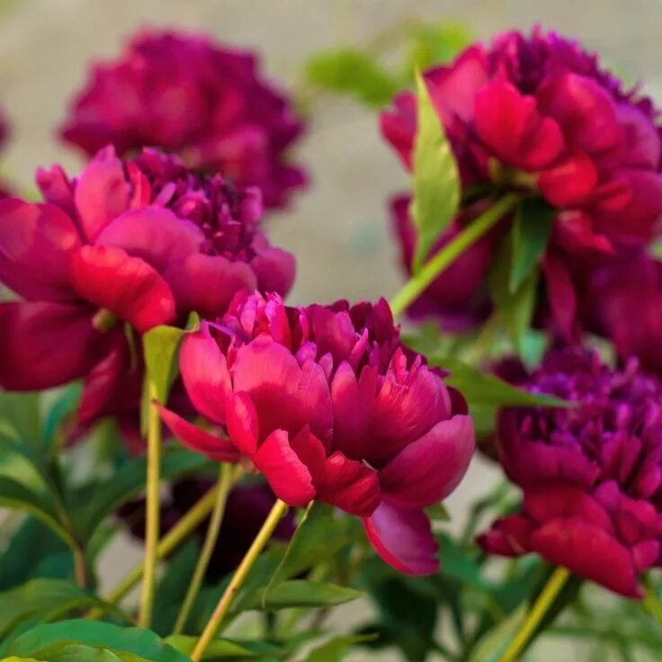 Патио пионы фото Peony Rubra Plena Easy to grow bulbs, Peony bulbs, Day lilies