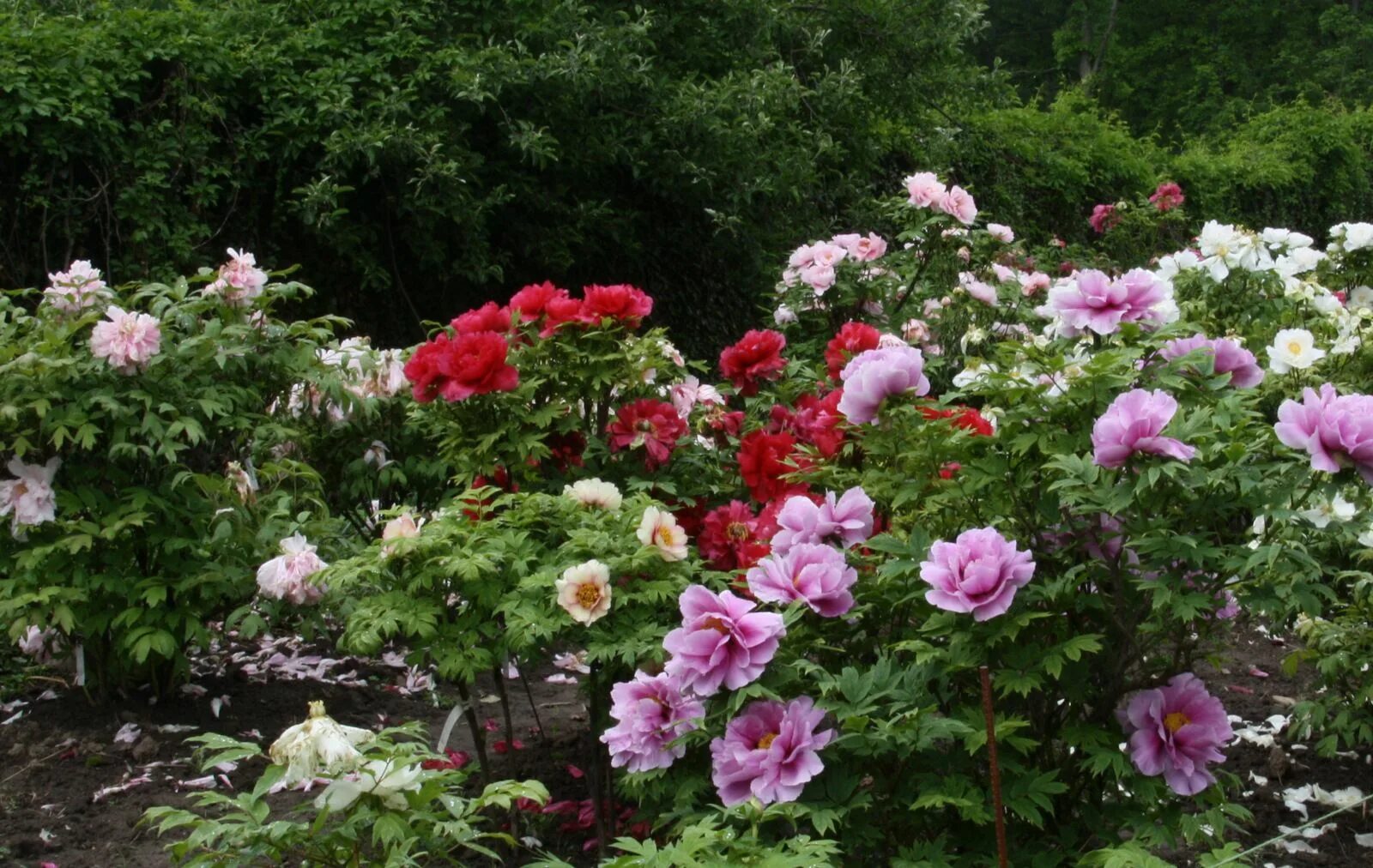 Патио пионы фото You Learn Something New Every Day -- Today, Tree Peonies! Chinese garden, Peonie