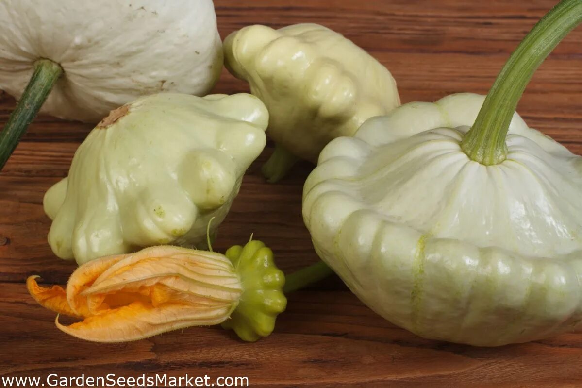 Патиссон фото овоща Паттипан из белой тыквы "Диско" - 36 семечки - Cucurbita pepo - семена - Garden 