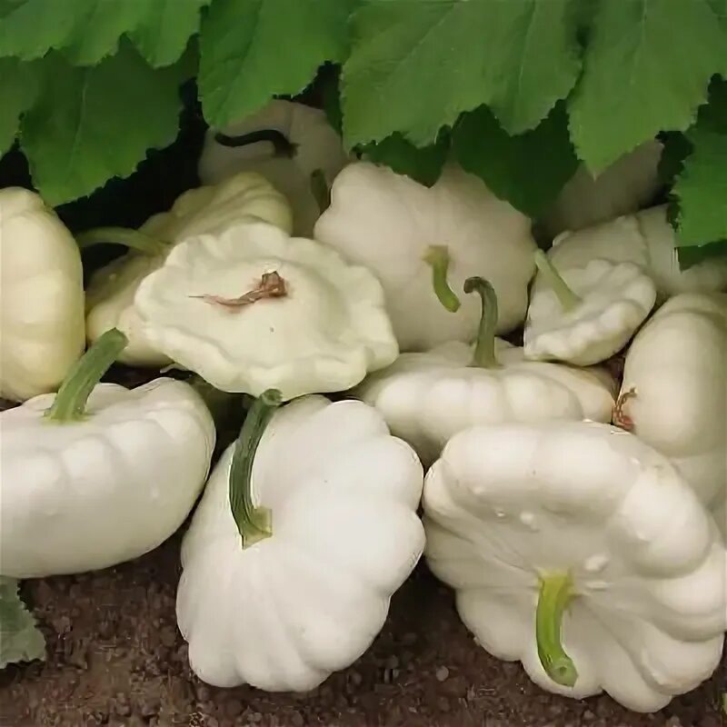 Патиссон фото овоща White Bush Scallop Summer Squash Seeds, NON-GMO, White Patty Pan, FREE SHIPPING 