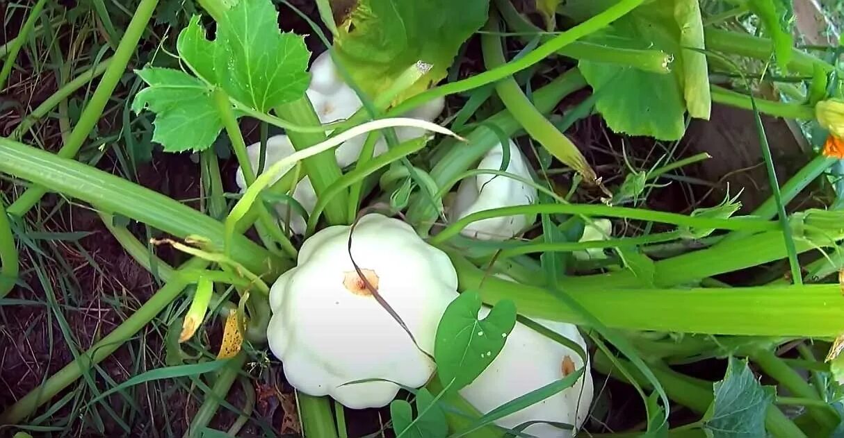 Патиссоны фото как растут в открытом грунте Как вырастить патиссоны? Подкормки, польза и где посадить (Белгород) Сайт о саде