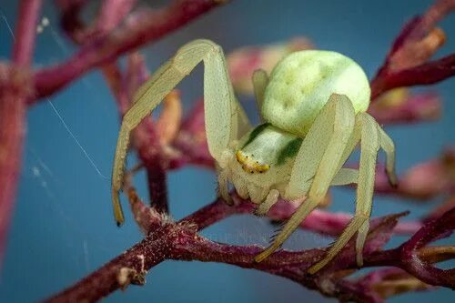 Паук бокоход фото The flower crab spider Misumena vatia / Паук-бокоход Misumena vatia. Фотограф Вл