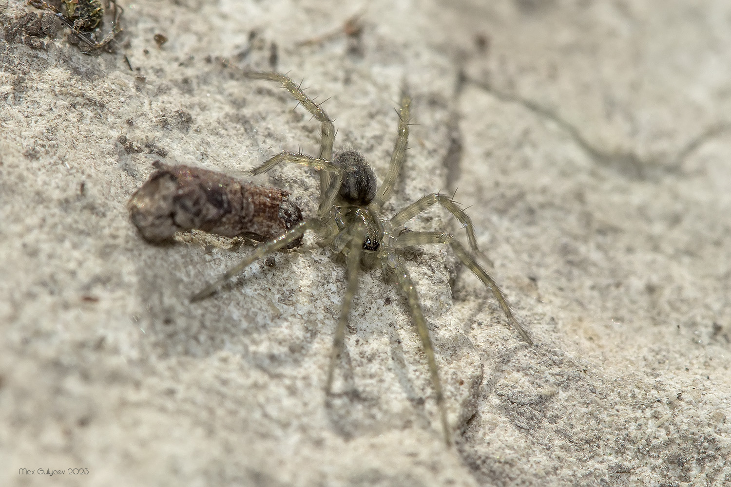 Паук бродяга фото MacroID.RU - IMG_8696_w.jpg