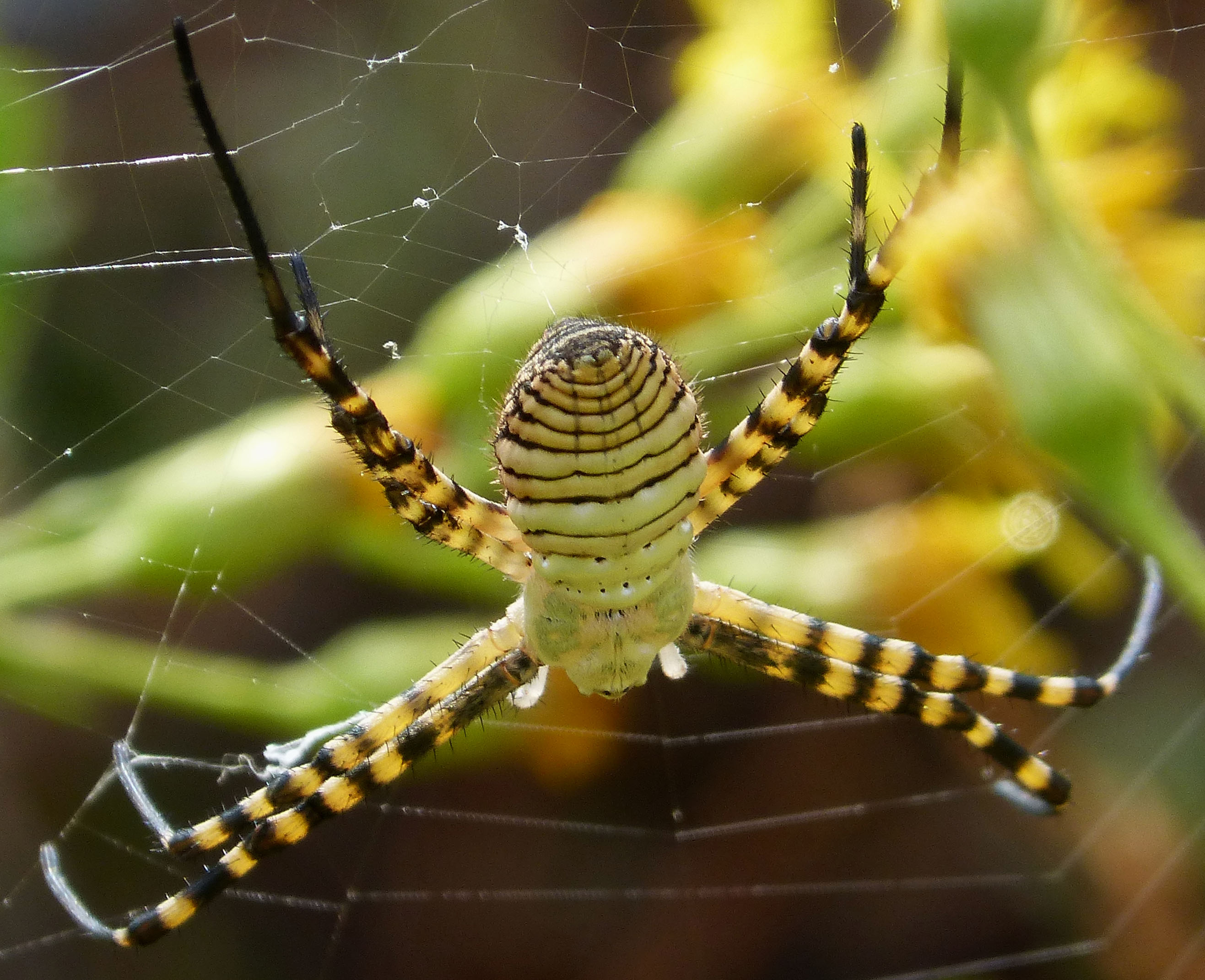Паук брюнниха фото File:Argiope bruennichi female (32905189041).jpg - Wikimedia Commons