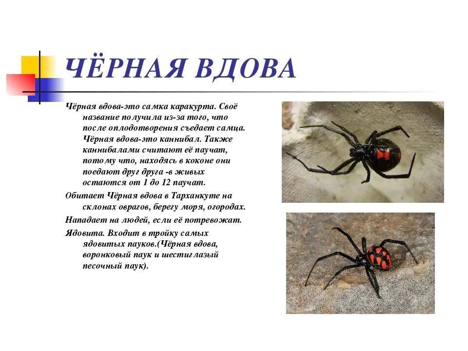 Паук черная вдова фото и описание Биолог рассказал, кто представляет опасность в степях и лесах Крыма " Керчь.ФМ