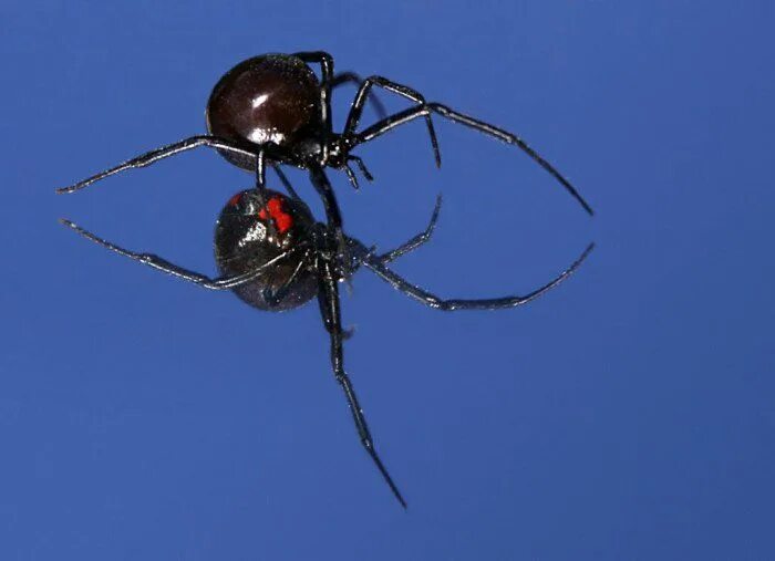 Паук черная вдова фото и описание 13 Terrifying Creatures That Live In Arizona And Could Actually Kill You Spider,