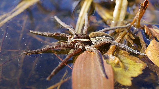 Паук доломед с детенышами фото Datei:Raft Spider (8695349805).jpg - Wikipedia