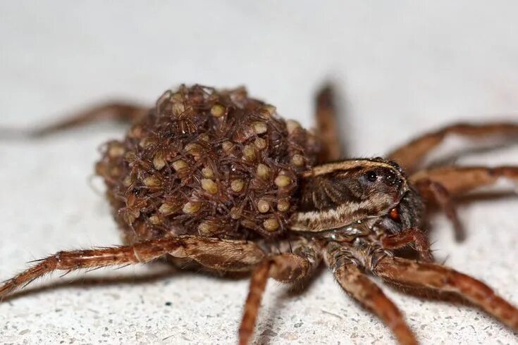 Паук доломед с детенышами фото Wolf Spider Natureza