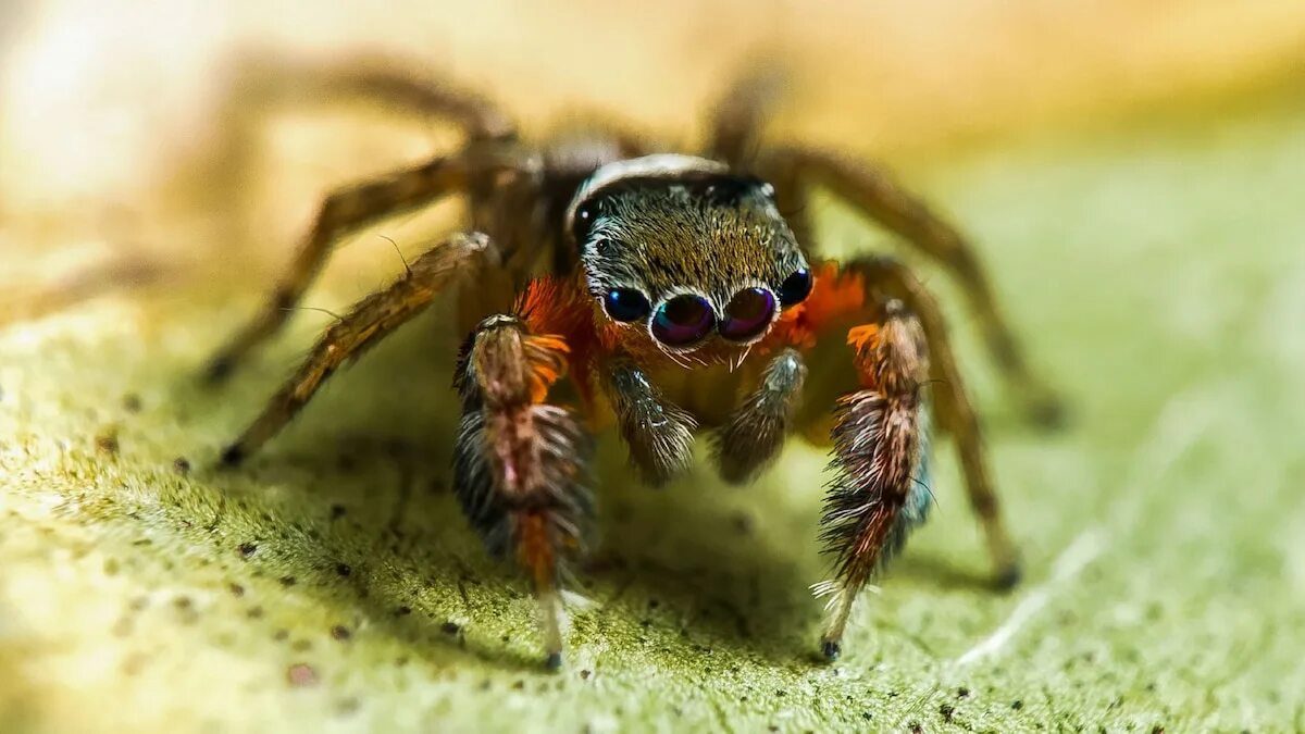 Паук егерь фото 50 New Spiders Discovered In Australia