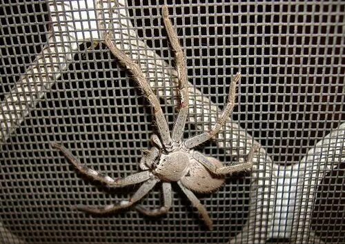 Паук егерь фото Australian Spiders, Venomous Redback Spider, Poisonous Funnel Web Spider Austral
