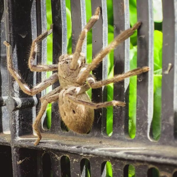Паук егерь фото 20 Largest Spiders in the World, Ranked