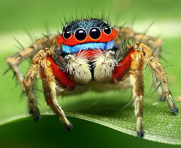 Паук фото крупным Peacock spider. (Maratus volans) + Jumping spider, Giant huntsman spider, Spider