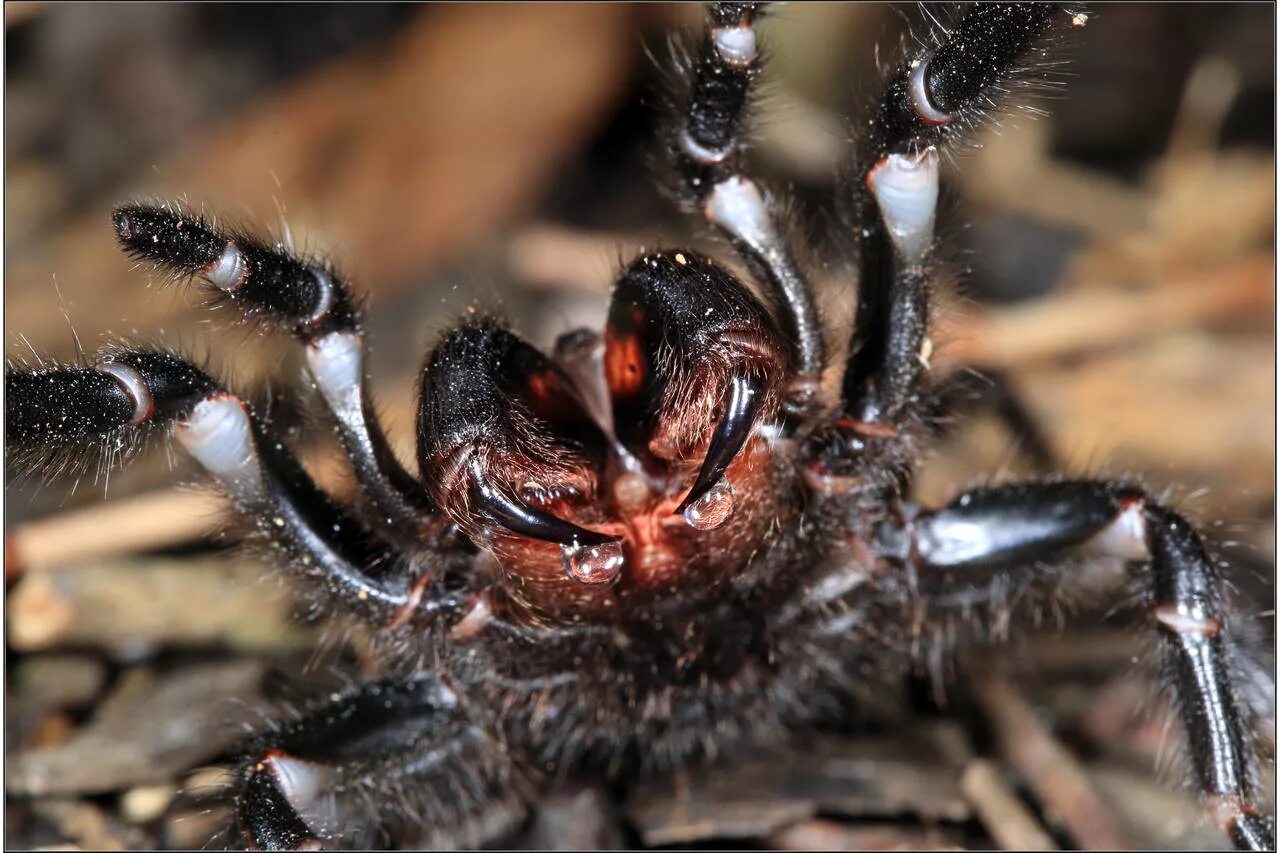Паук фото крупным Scientists Target New Painkillers From Spider Venom - WSJ