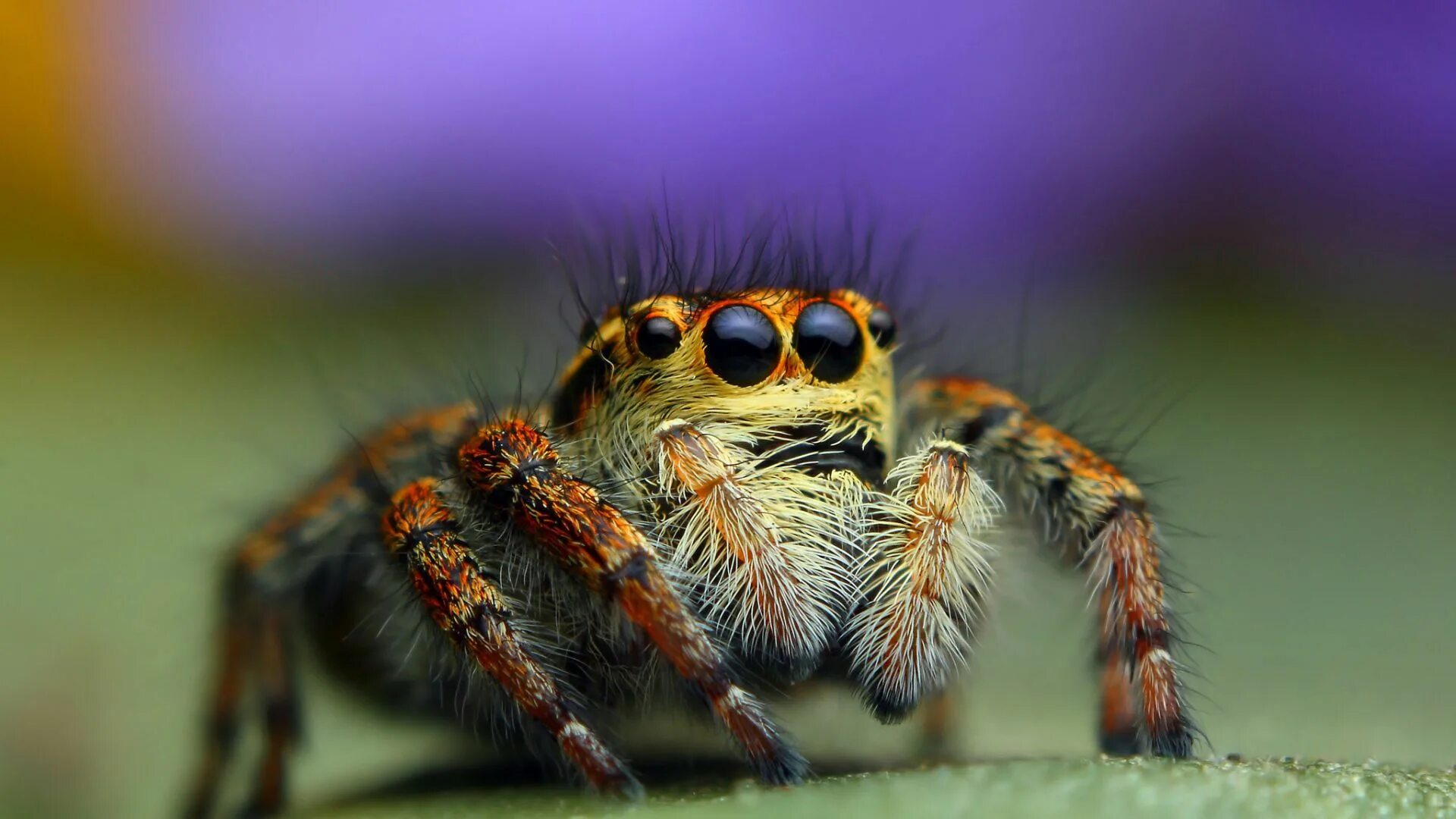 Паук фото крупным планом Wallpaper Bagheera kiplingi, spider, macro, Animals #4662 Jumping spider, Animal