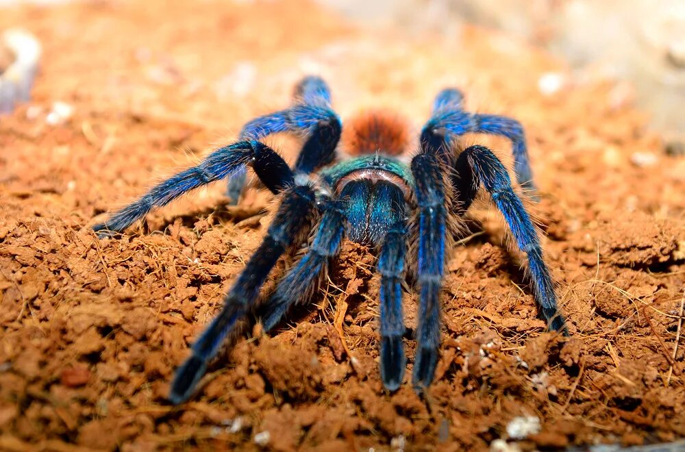 Паук хамелеон фото Контент Фадеев Сергей - Страница 8 - Форум Animals NN