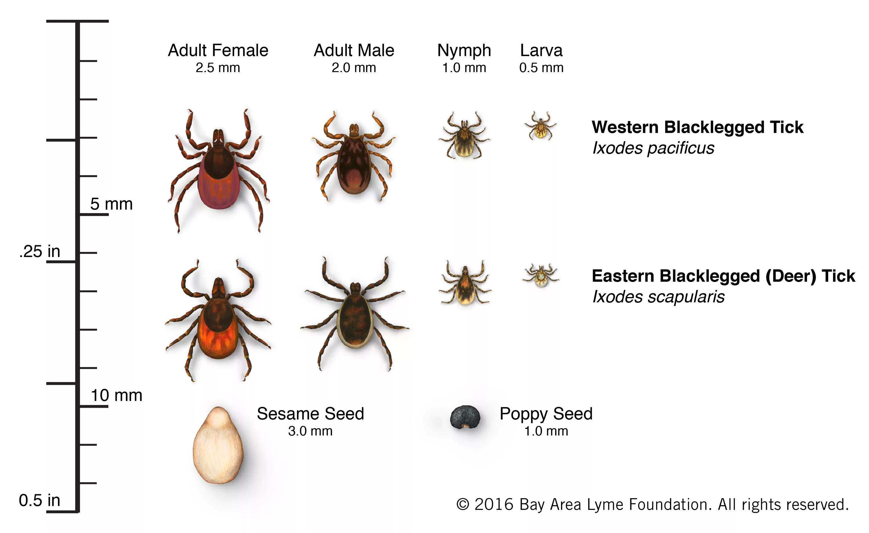 Паук и клещ отличия фото 6 Tips and Tricks so You Can Avoid Ticks Lakehead University