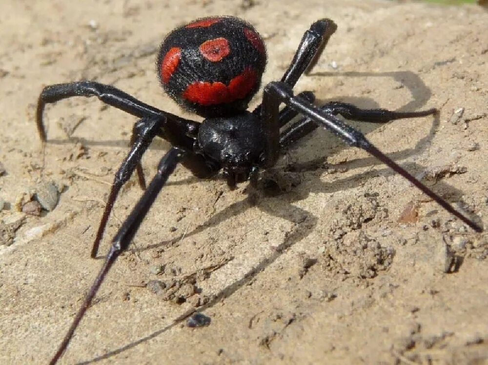 Паук каракурт фото где обитает Каракурт (лат. Latrodectus tredecimguttatus)