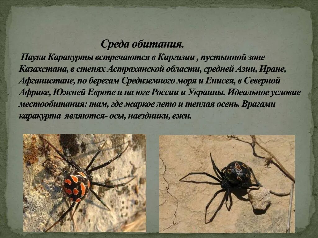 Паук каракурт фото и описание Каракурт википедия