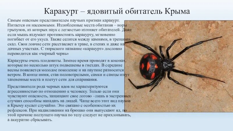 Паук каракурт фото и описание Каракурт паук где обитает 59 фото - ZooClever.ru