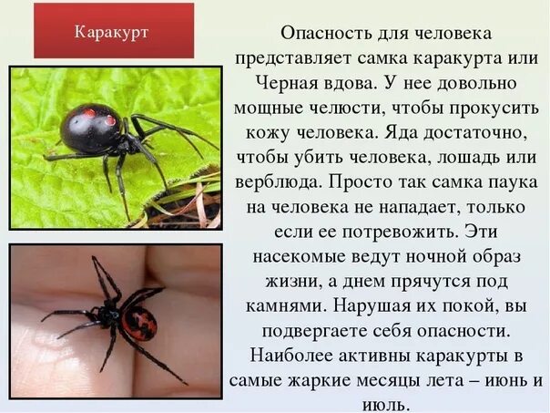 Паук каракурт фото и описание Добрый вечер. Сегодня на потолке (5 этаж) сидел черный паук с красным не ровным 