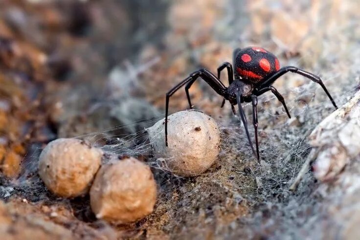 Паук каракурт фото и описание Паук каракурт (фото): ядовит и очень опасен - Kot-Pes Spider, Insects
