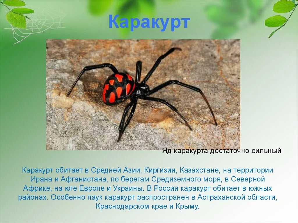 Паук каракурт фото и описание Где живет каракурт 59 фото - ZooClever.ru