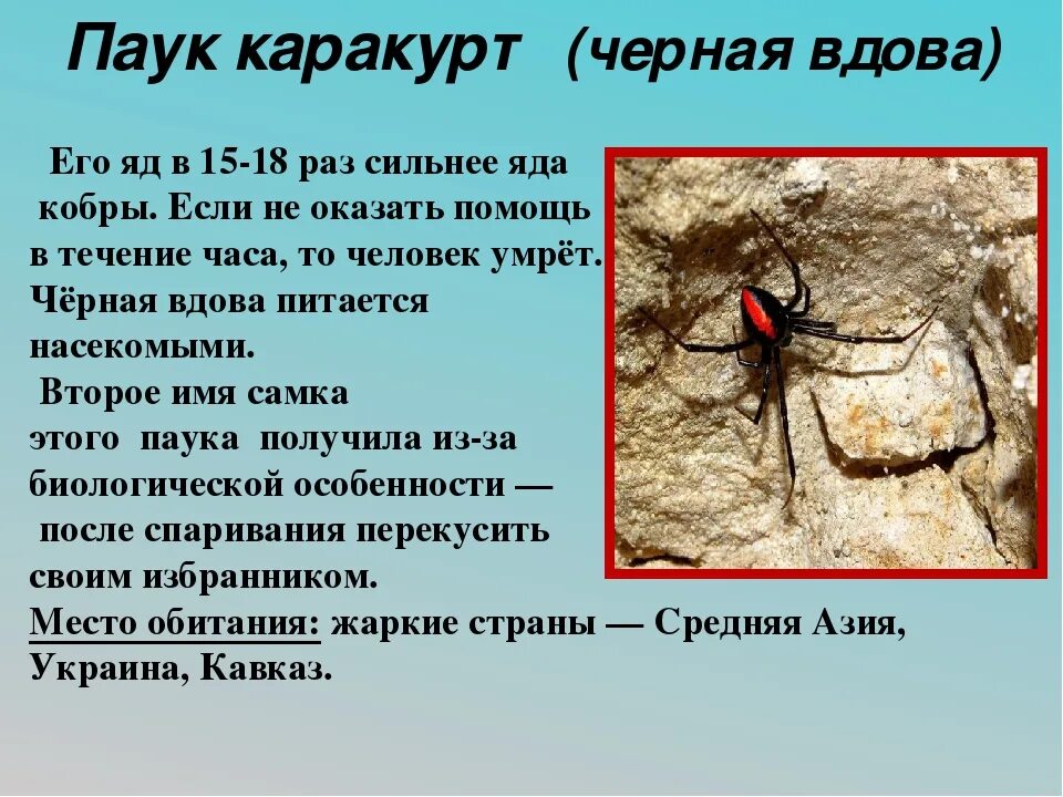 Паук каракурт фото и описание где Каракурт паук где обитает 59 фото - ZooClever.ru