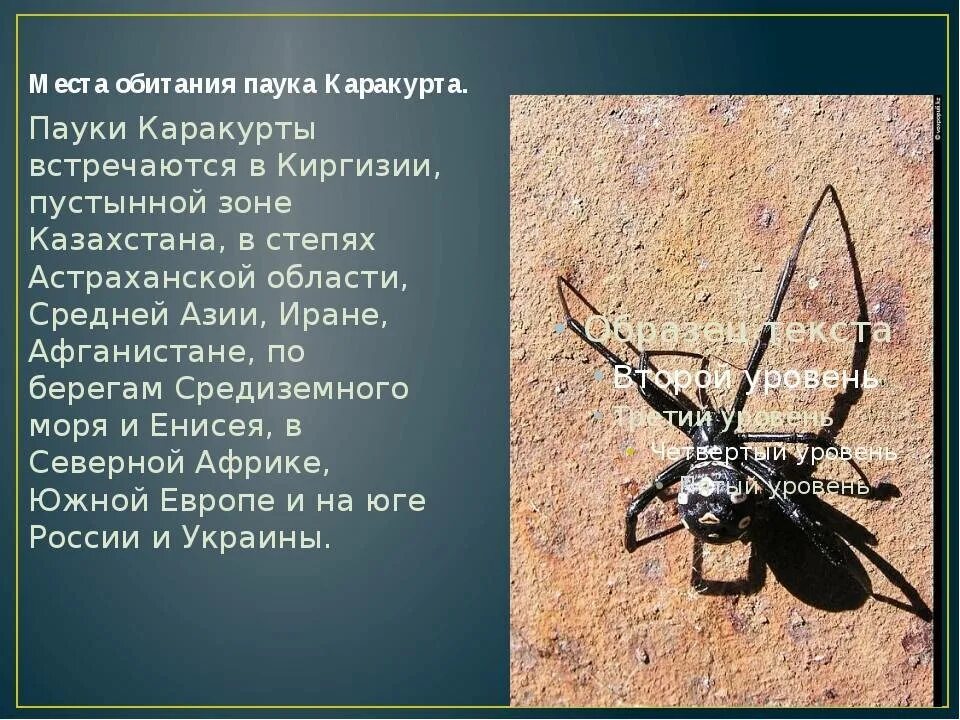 Паук каракурт фото и описание где Паук Каракурт Фото И Описание Где Обитает - Karevaphoto.ru