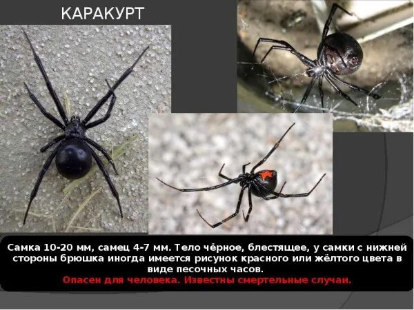 Паук каракурт фото и описание где Анон. Осторожно в городе много пауков каракуртов,заползают даже в дома. В интерн