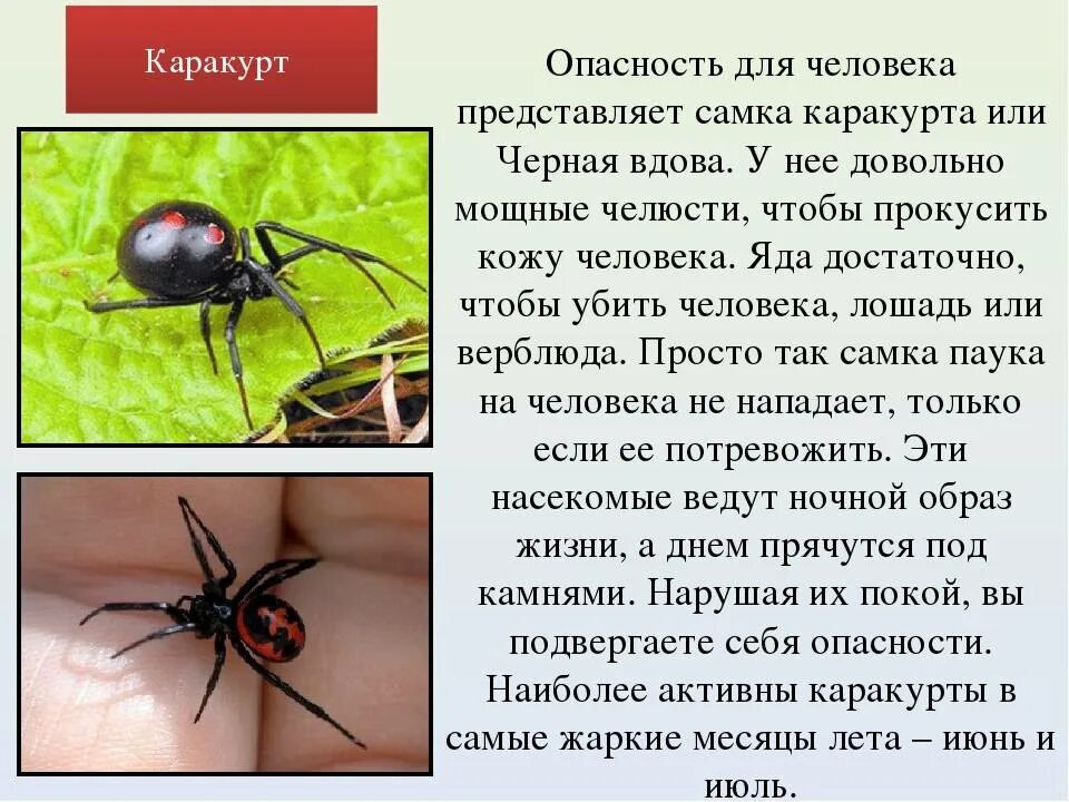Паук каракурт фото и описание где Картинки ГДЕ ОБИТАЮТ ЧЕРНЫЕ ВДОВЫ