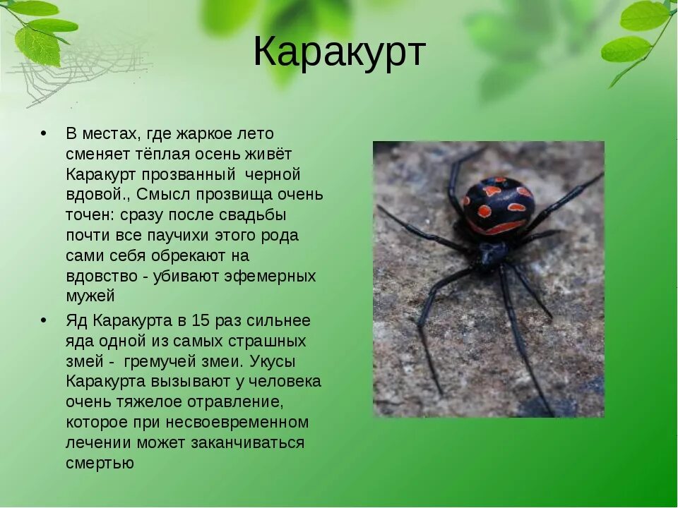 Паук каракурт фото и описание где Паук каракурт фото и описание