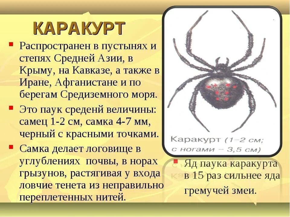 Паук каракурт фото и описание где Паук каракурт где: найдено 76 картинок