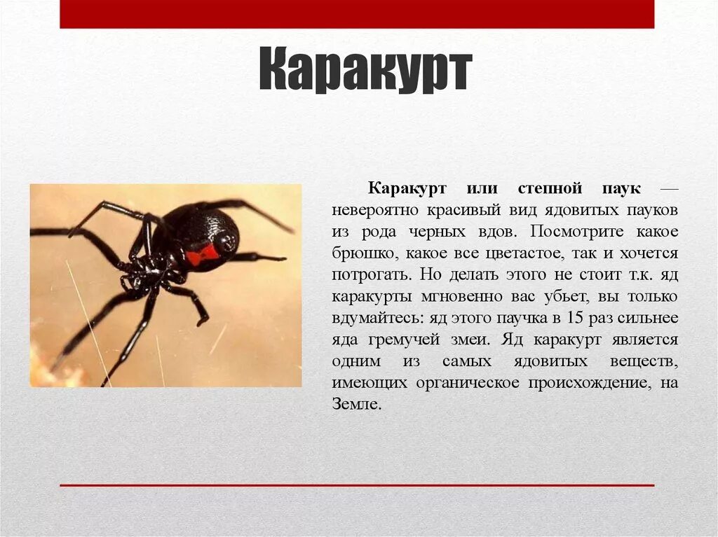 Паук каракурт фото и описание где обитает Картинки ГДЕ ОБИТАЮТ ЧЕРНЫЕ ВДОВЫ