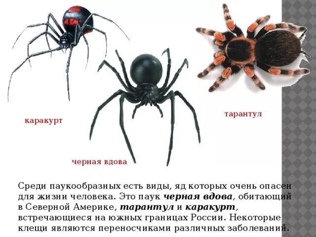 Паук каракурт фото и описание где обитает Презентация к уроку Тип Членистоногие Класс Паукообразные