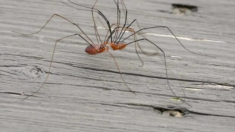 Паук косиножка фото и описание Пауки-Жнецы, они же сенокосцы, они же косиножки. Эти ребята живут большими колон